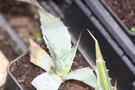 vignette agave inconnu