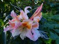 vignette Rhododendron Delicatissimum autre bouquet parfum au 03 11 13