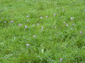 vignette Crocus d'automne dans un pr