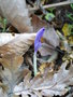 vignette Crocus nudiflorus non panoui