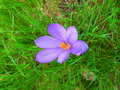 vignette Crocus nudiflorus