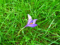 vignette Crocus nudiflorus