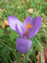 vignette Crocus nudiflorus