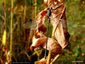 vignette Chalcolestes viridis, le Leste vert