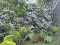 vignette franciscea,brunfelsia uniflora