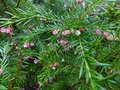 vignette Grevillea Rosmarinifolia jenkinsii gros plan au 06 11 13