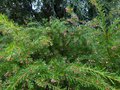 vignette Grevillea Rosmarinifolia jenkinsii immense au 06 11 13