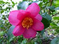 vignette Camellia hiemalis Kanjiro gros plan au 06 11 13