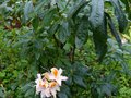 vignette Rhododendron Delicatissimum autre bouquet parfum au 06 11 13
