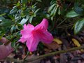 vignette Azalea japonica fleurs doubles roses au 06 11 13