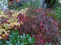 vignette Acer palmatum dissectum Garnett qui vire à l'automne au 06 11 13