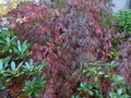 vignette Acer palmatum dissectum Garnett qui vire  l'automne autre vue au 06 11 13