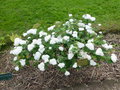 vignette Spiraea betulifolia var. corymbosa