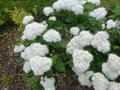 vignette Spiraea betulifolia var. corymbosa