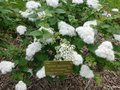 vignette Spiraea betulifolia var. corymbosa