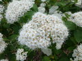 vignette Spiraea betulifolia var. corymbosa