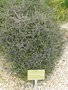 vignette Pittosporum divaricatum