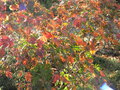 vignette Acer japonicum aconitifolium