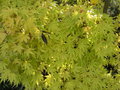 vignette Acer palmatum 'Aureum'