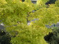 vignette Acer palmatum 'Aureum'