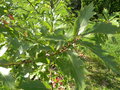 vignette Quercus rysophylla