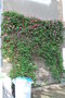 vignette Pelargonium sp. (Trégastel, Côtes d'Armor, Bretagne)