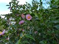 vignette Camellia Sasanqua plantation pink gros plan au 08 11 13