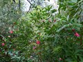 vignette Camellia Hiemalis Kanjiro autre vue au 09 11 13