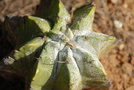 vignette Astrophytum sp. (Hybride  A. ornatum X A. myriostigma ? )
