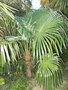 vignette trachycarpus oreophilus