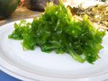 vignette algues vertes: Ulva lactuca
