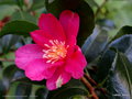 vignette Camellia sasanqua de semis , 1re fleur