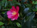 vignette Camellia sasanqua de semis , 1re fleur