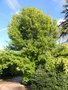 vignette Quercus palustris 'Asplenifolia'