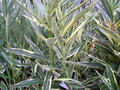 vignette Nerium oleander 'splendeur folies varigata'