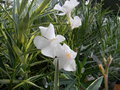 vignette Nerium oleander 'Alsace'