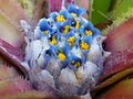 vignette Fascicularia pitcairniifolia = Fascicularia bicolor subsp. canaliculata - Fasciculaire