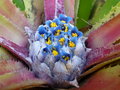 vignette Fascicularia pitcairniifolia = Fascicularia bicolor subsp. canaliculata - Fasciculaire