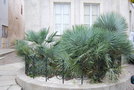 vignette Chamaerops humilis cerifera & Yucca rostrata (Pornic, Loire-Atlantique)