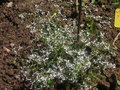 vignette Euphorbia  'Diamond Frost'