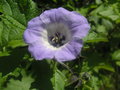 vignette Nicandra physalodes 'Violacea'