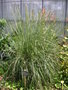 vignette Pennisetum macrourum