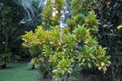 vignette Codiaeum variegatum - Croton