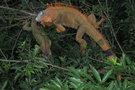 vignette Iguana iguana - Iguane vert
