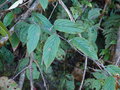 vignette Rubus sp CHB13.CH041