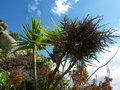 vignette Jardin Exotique de Roscoff - Cordyline australis