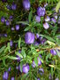 vignette Billardiera longiflora