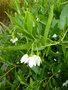 vignette Billardiera heterophylla 'Alba' = Sollya heterophylla  'Alba'