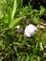 vignette Billardiera heterophylla 'Rosea' = Sollya heterophylla  'Rosea'