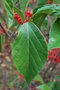 vignette Viburnum japonicum /Adoxaceae / Japon